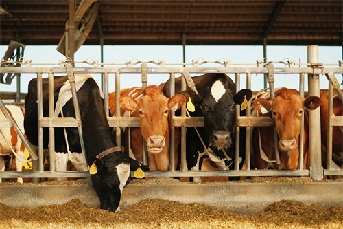 Managing the transition period successfully: protect the rumen and limit the negative energy balance