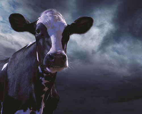 Volac partners with Trident Feeds to enhance support of Megalac® range of Rumen-Protected fats