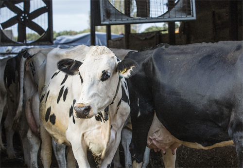 Act Now to Safeguard Your Herd Against Heat Stress